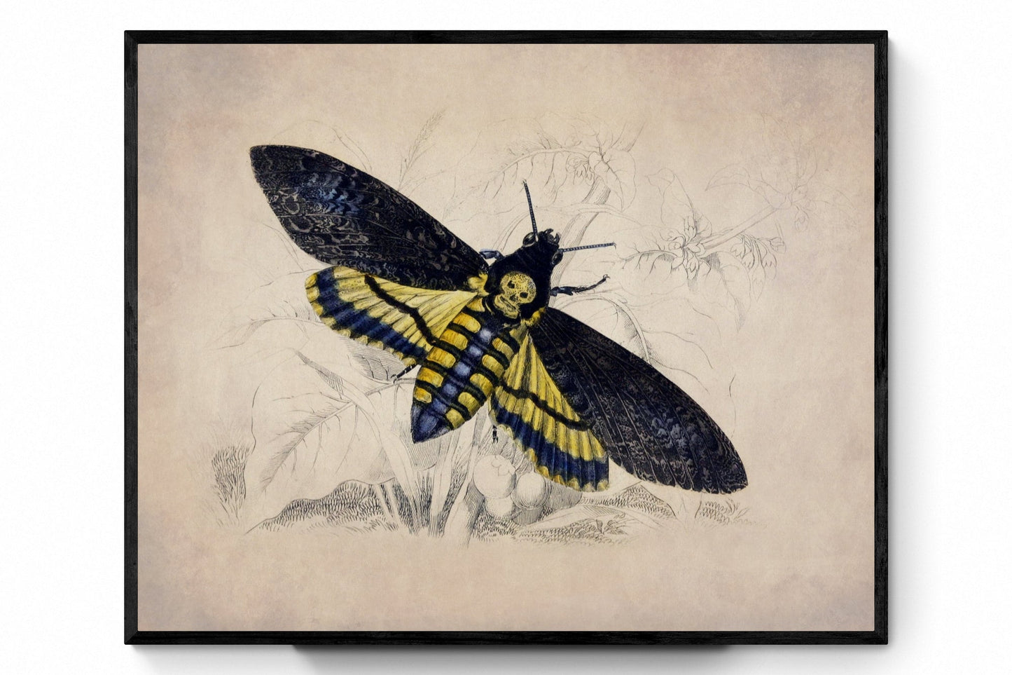 Death's Head Hawkmoth Print