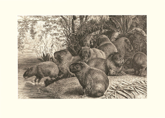 Capybara Print