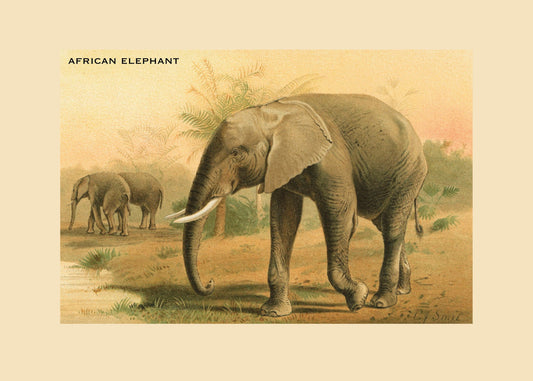 African Elephant Print