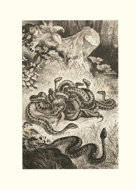 Nest of Vipers Print