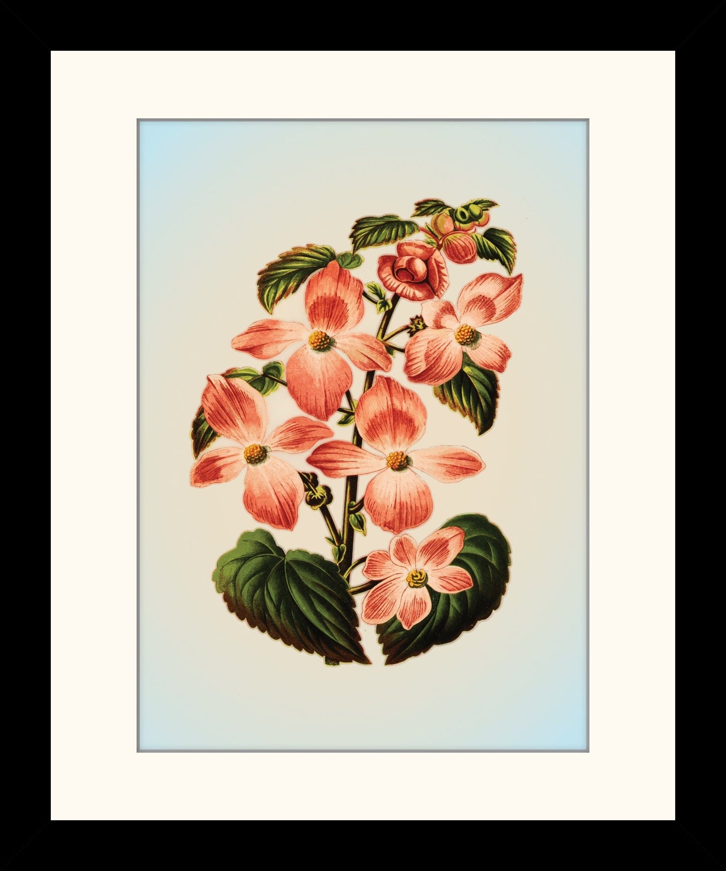 Begonia Diversifolia Art Print