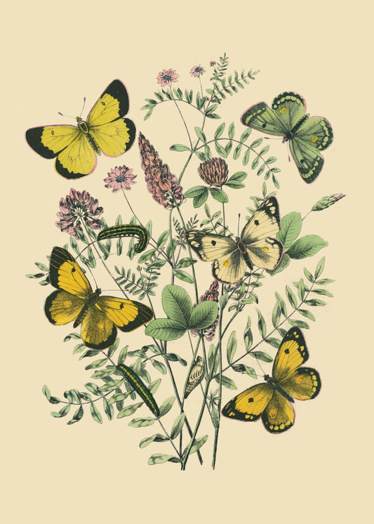 Entomology Print