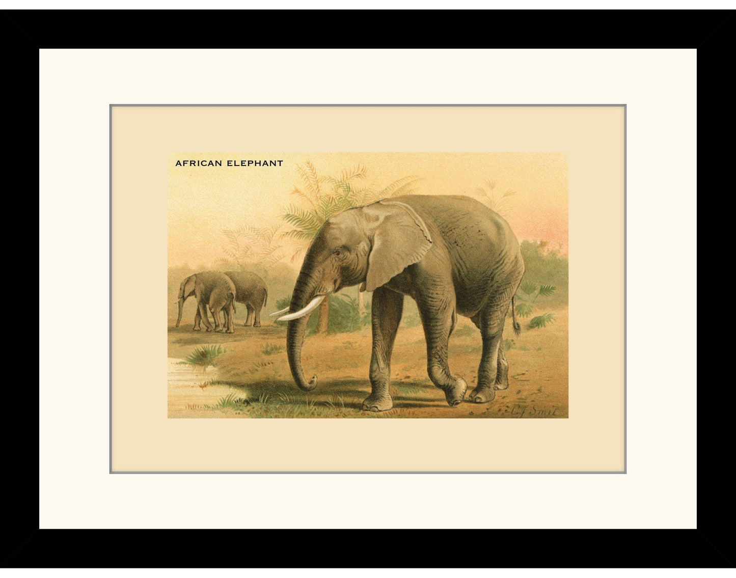 African Elephant Print