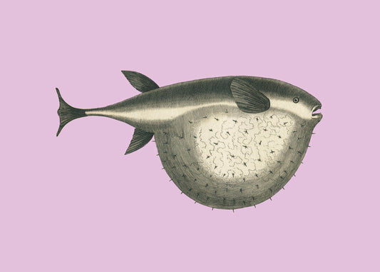 Tetrodon Fish Print