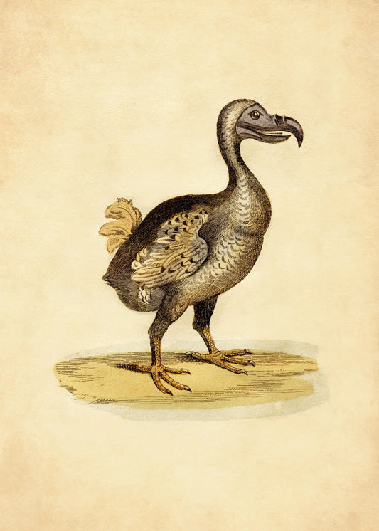 Dodo Print