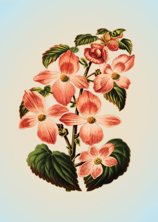 Begonia Diversifolia Art Print