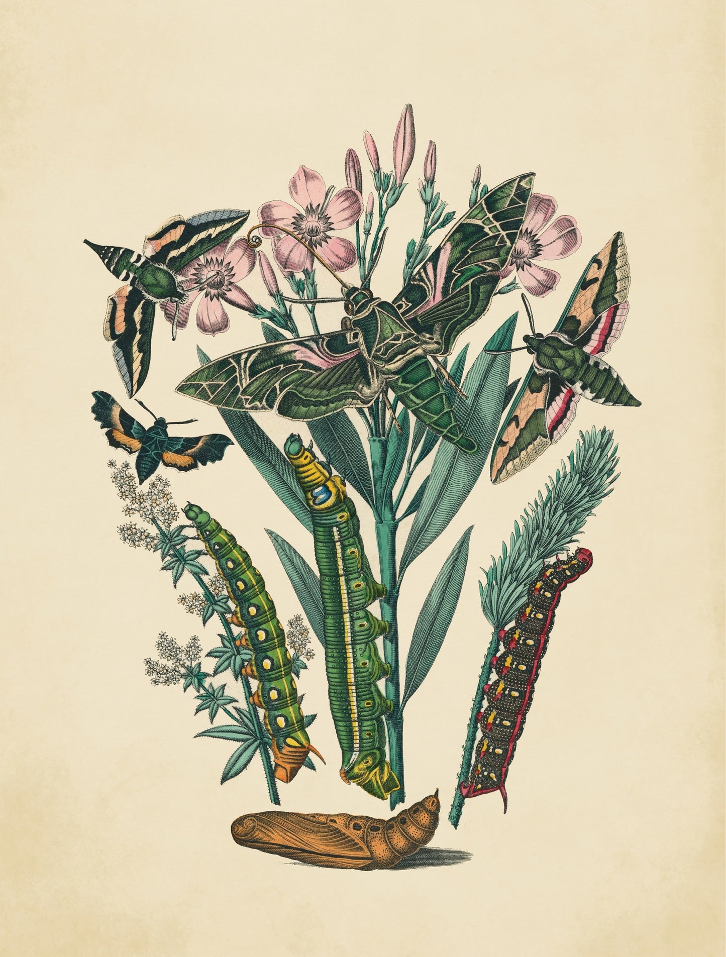 Entomology Print