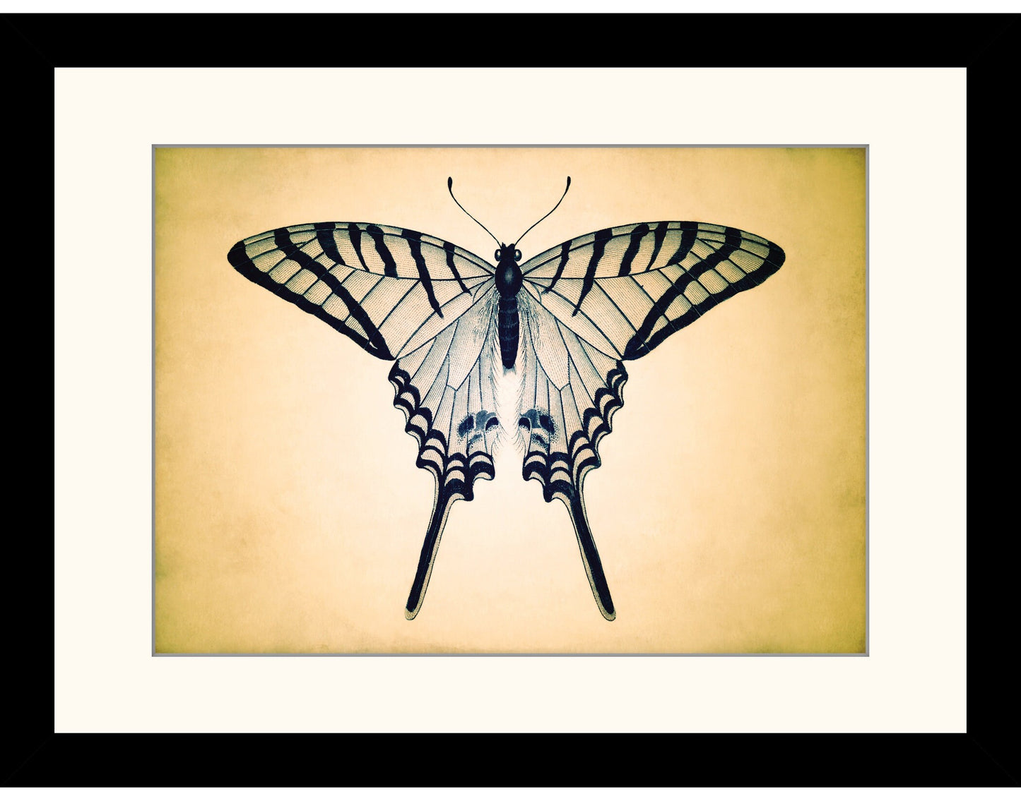 Butterfly Print