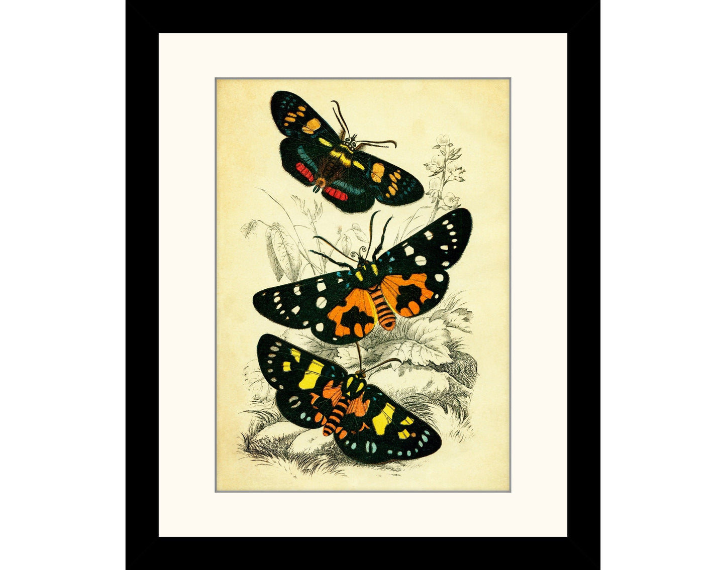 Butterflies Print