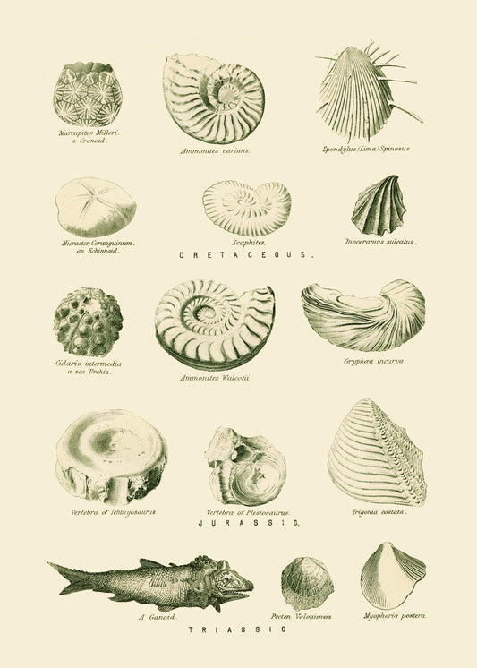 Neozoic Fossils