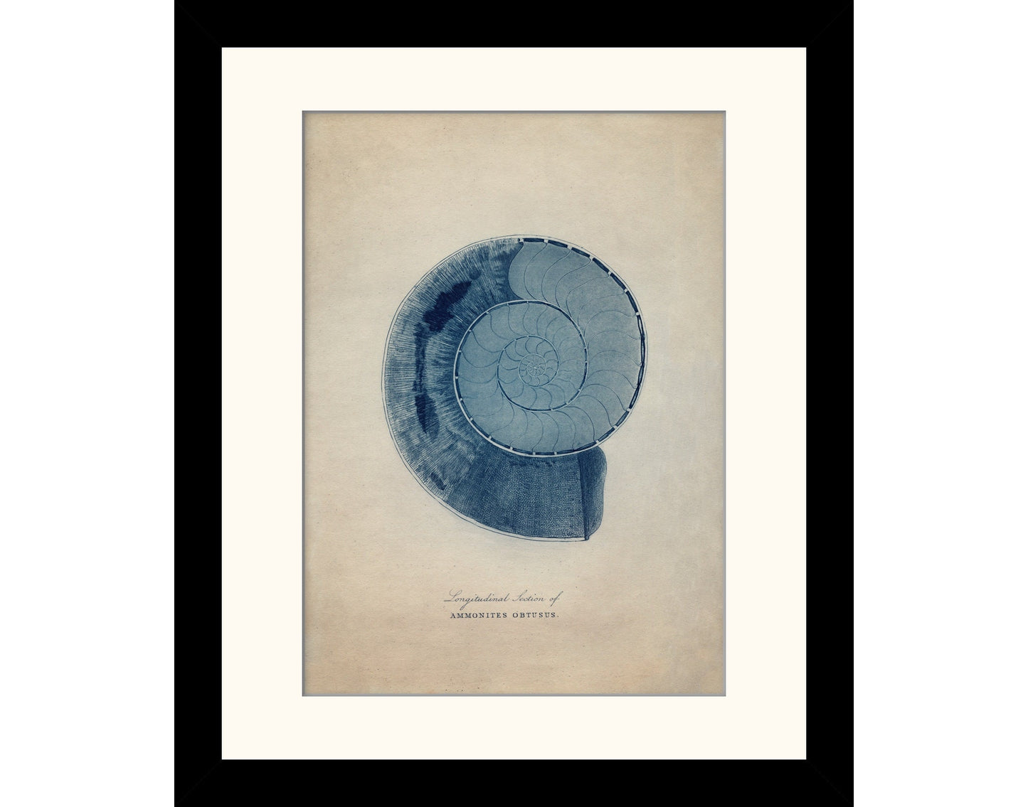 Ammonites Obtusus Print