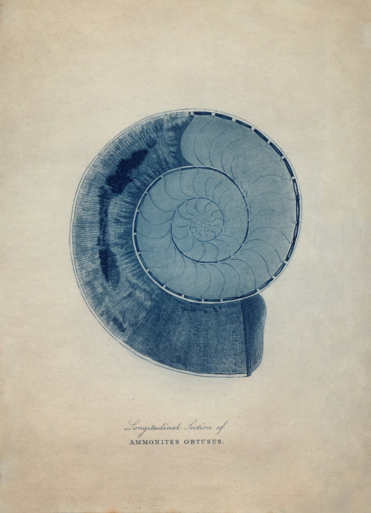 Ammonites Obtusus Print