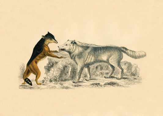 Cape Jackal & American Grey Wolf Print