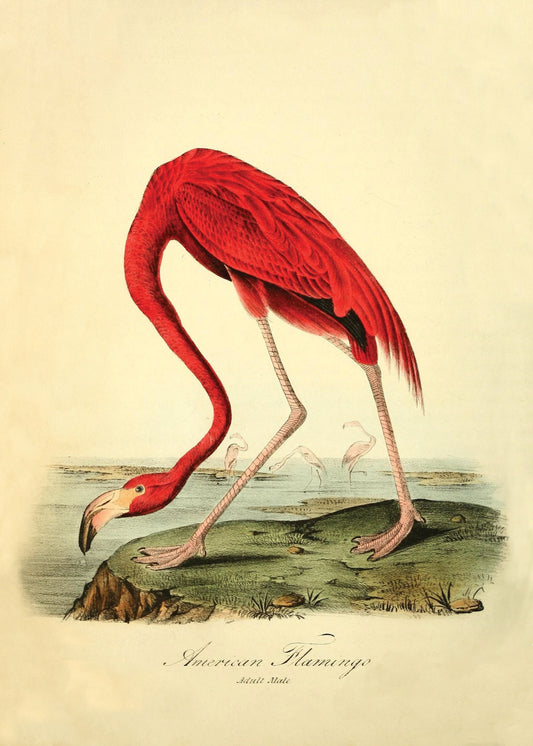 American Flamingo Print