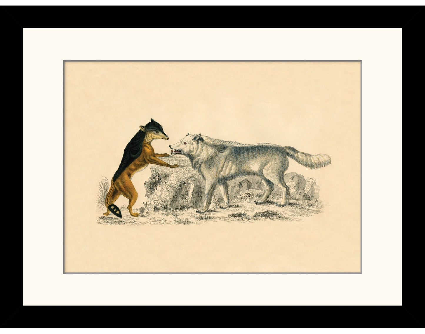 Cape Jackal & American Grey Wolf Print