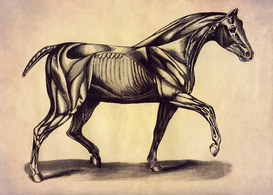 Muscles of the Horse Print