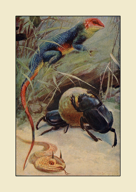 Agama Lizard, Dung Beetle & Horned Viper Print