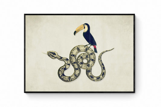 Toucan and Snake Print - Antique Art Reproduction - Curious Wall Art - Collage - Vintage Wall Art - Retro Wall Decor - Available Framed