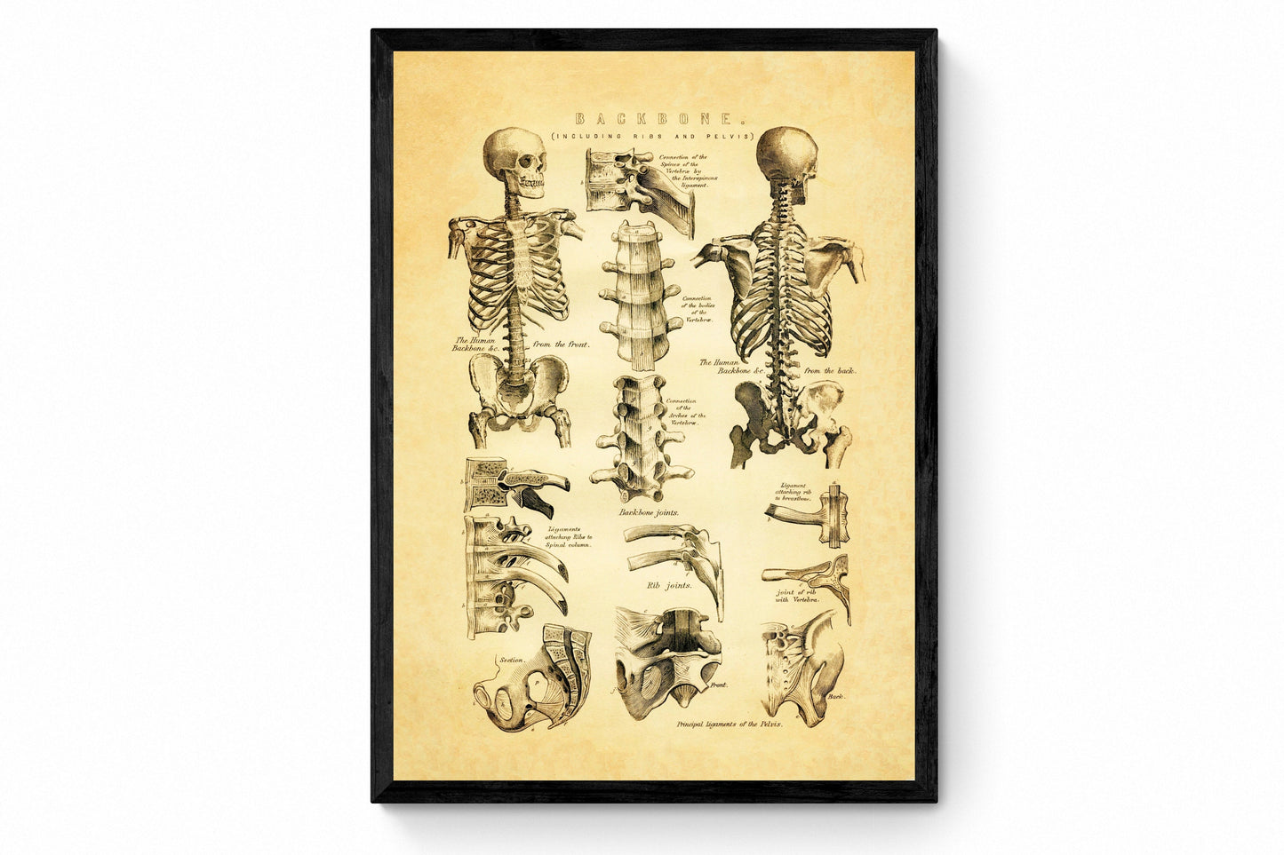 Backbone Skeleton Print