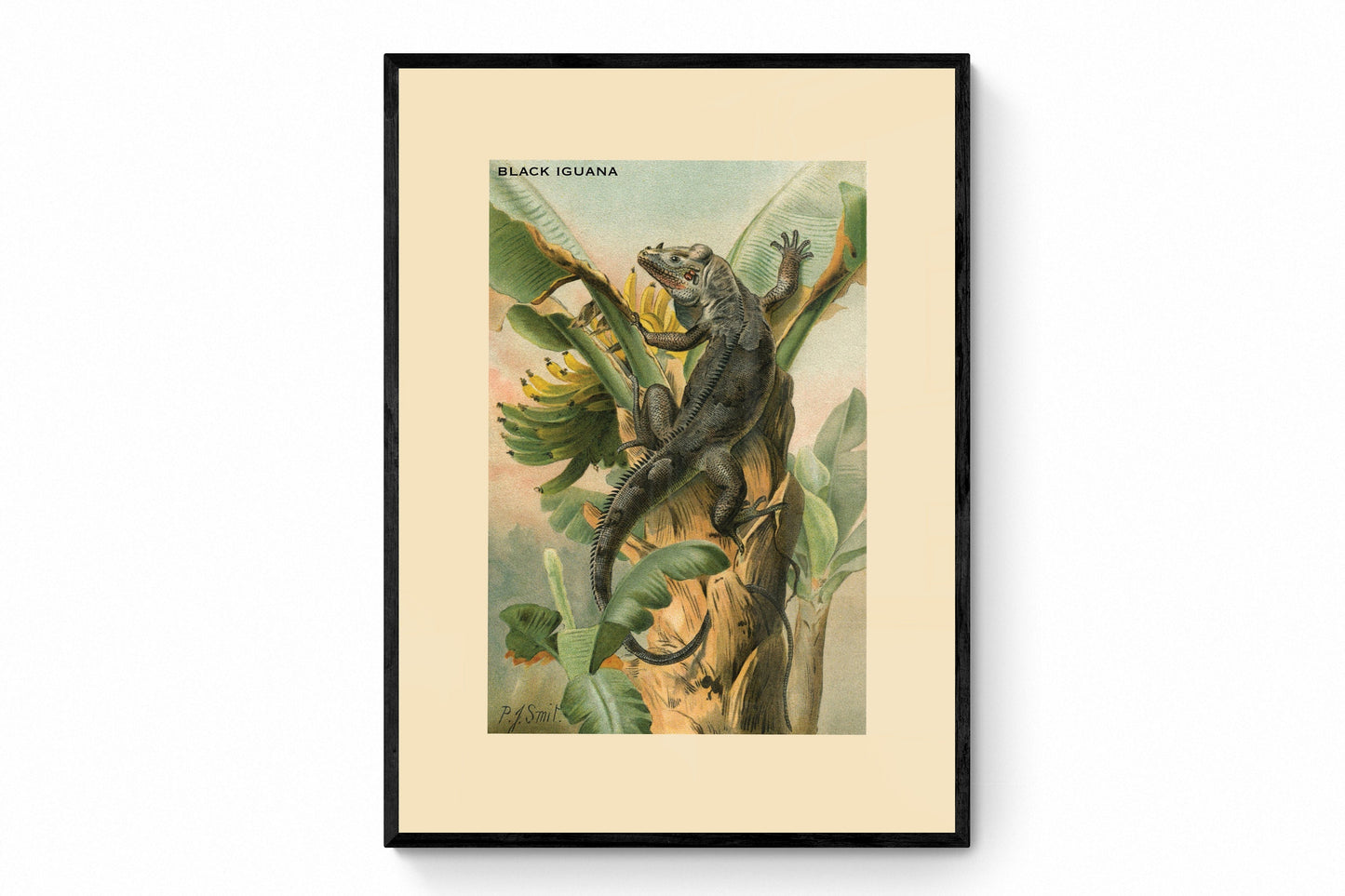 Black Iguana Print