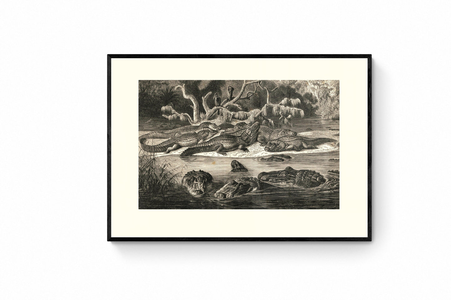 Black Caimans Print