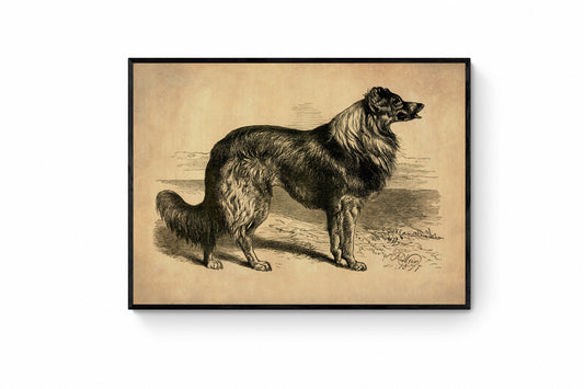 Collie or Sheep Dog - Antique Art Reproduction - Sheep Farmer - Country Decor - Vintage Wall Art - Available Framed