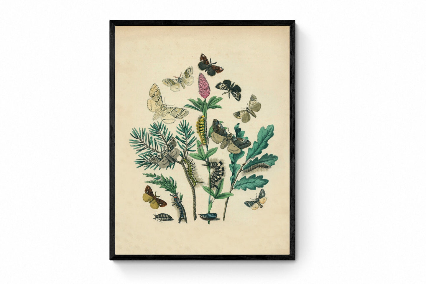 Butterfly Botanical Print