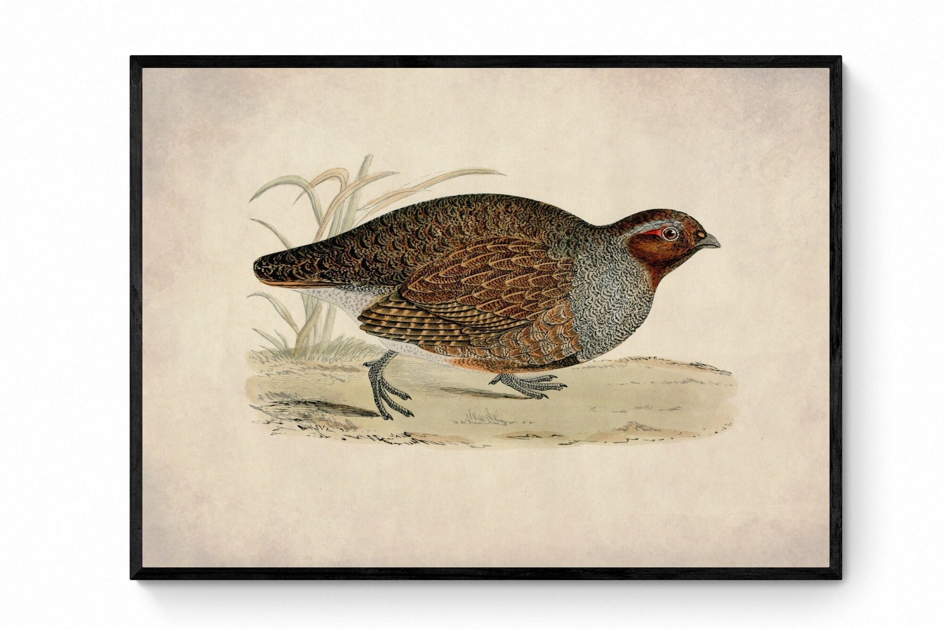 Partridge Print - Antique Art Reproduction - Country Decor - Ornithology - Bird Art - Game Bird - Hunting - Available Framed