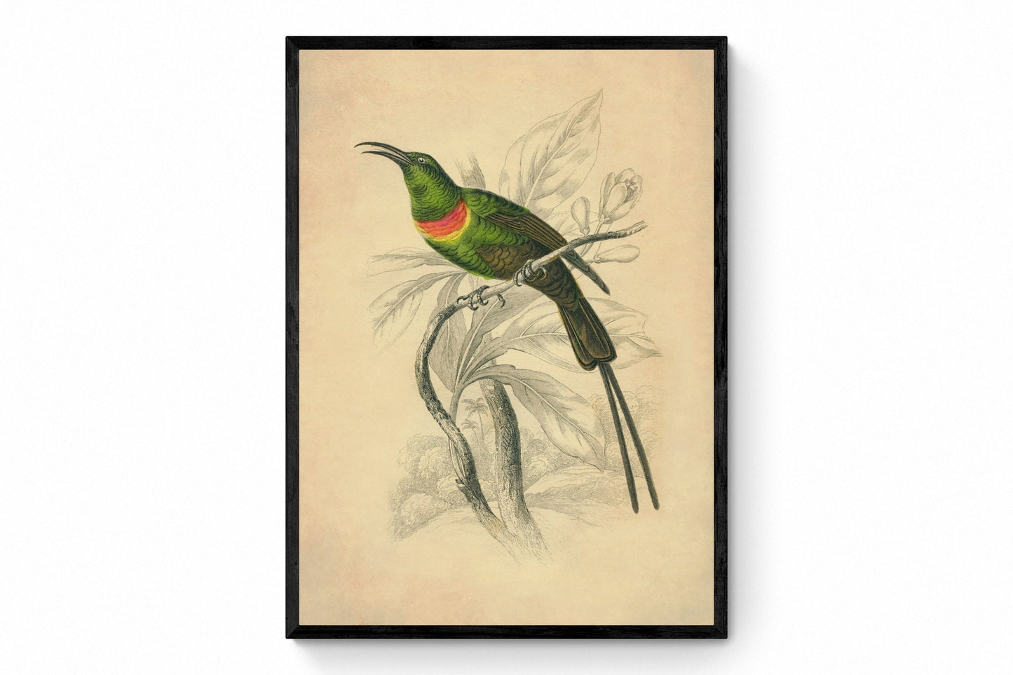 Sunbird Print - Antique Art Reproduction - Nectarinia Pulchella - Passerine - Bird - Ornithology - Vintage Wall Art - Available Framed