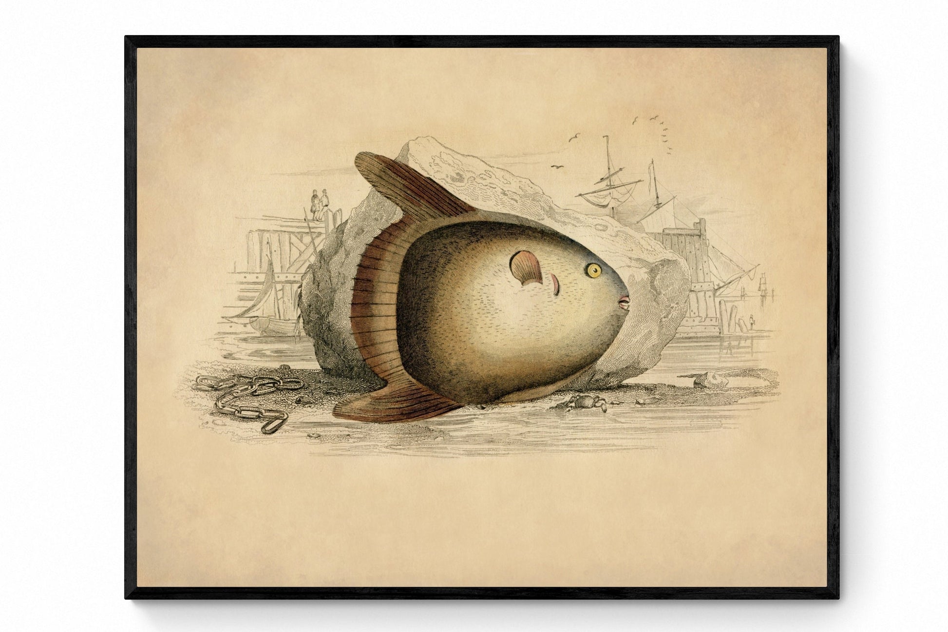 Short Sunfish Print - Antique Reproduction - Fish Wall Art - Ocean Wall Decor - Natural History - Available Framed