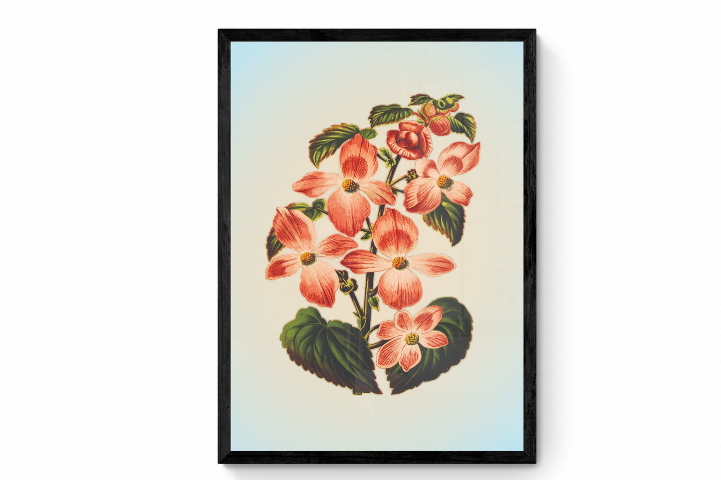 Begonia Diversifolia Art Print