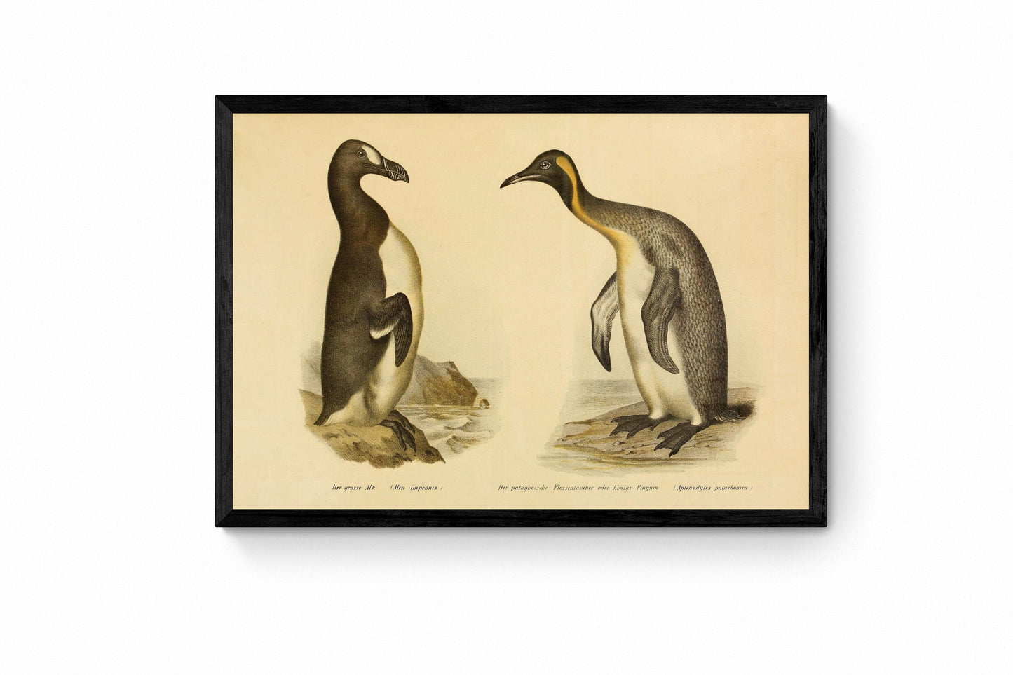 Great Auk and King Penguin Print - Antique Reproduction - Ornithology - Bird Art - Wall Decor - Natural History - Available Framed