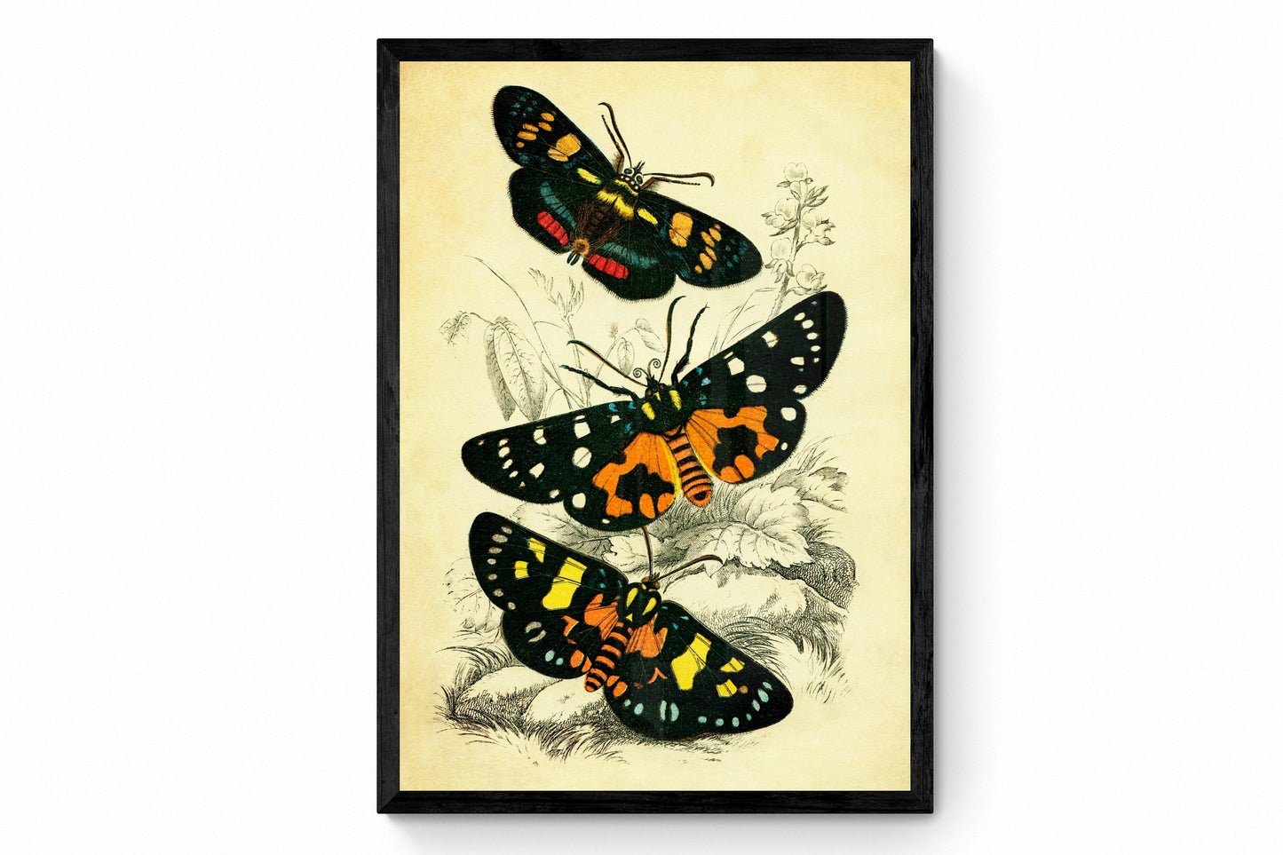 Butterflies Print