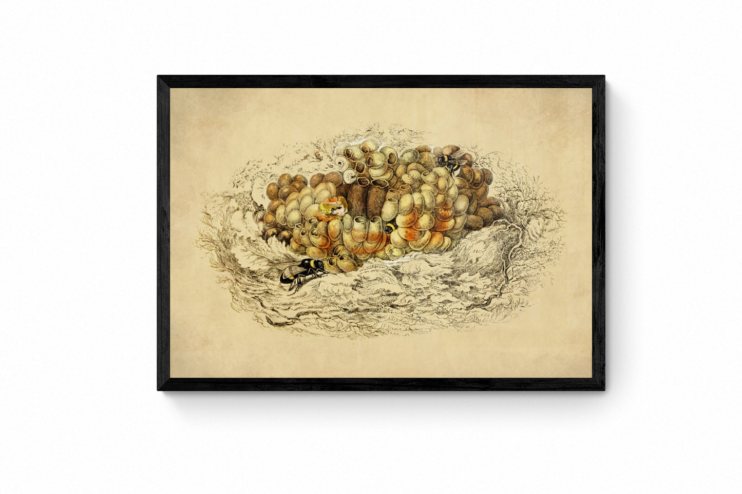 Bumblebee Nest Print