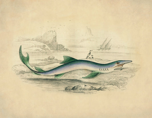 Blue Shark Print - Antique Reproduction - Fish Wall Art - Ocean Wall Decor - Natural History - Available Framed