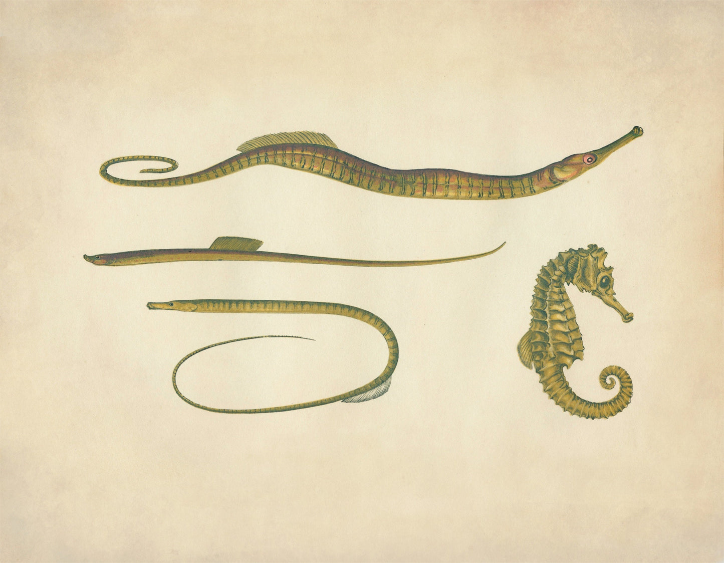 Hippocampus, Snake Pipefish, Worm Pipefish, Straight-nosed Pipefish Print - Antique Reproduction - Seahorse - Available Framed