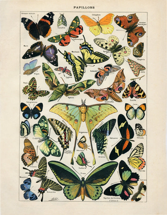 Butterfly Poster - Antique Reproduction - Larousse - Entomology - Lepidoptera - Natural History - Available Framed