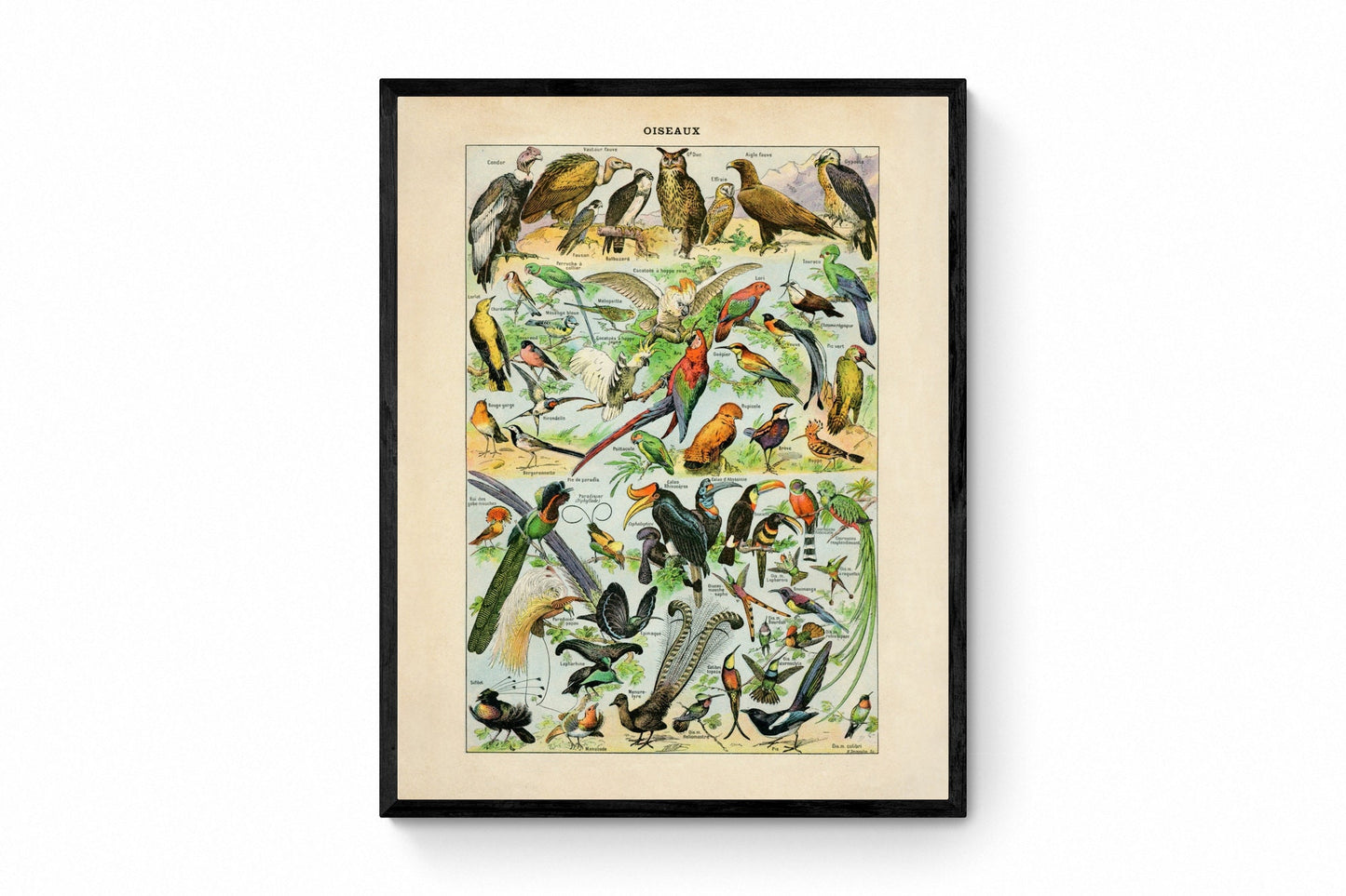 Bird Poster - Antique Reproduction - Larousse - Ornithology - Natural History - Available Framed