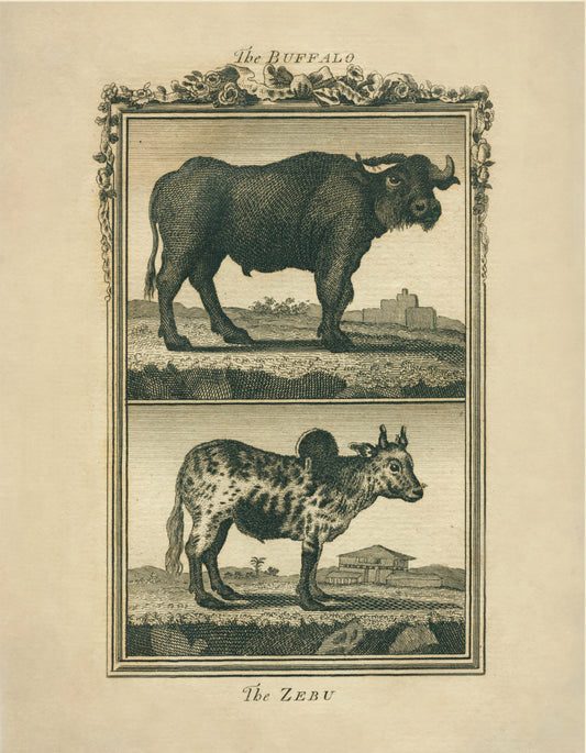 Buffalo & Zebu - Antique Reproduction - Buffon 1775 - Animal Art - Natural History - Available Framed