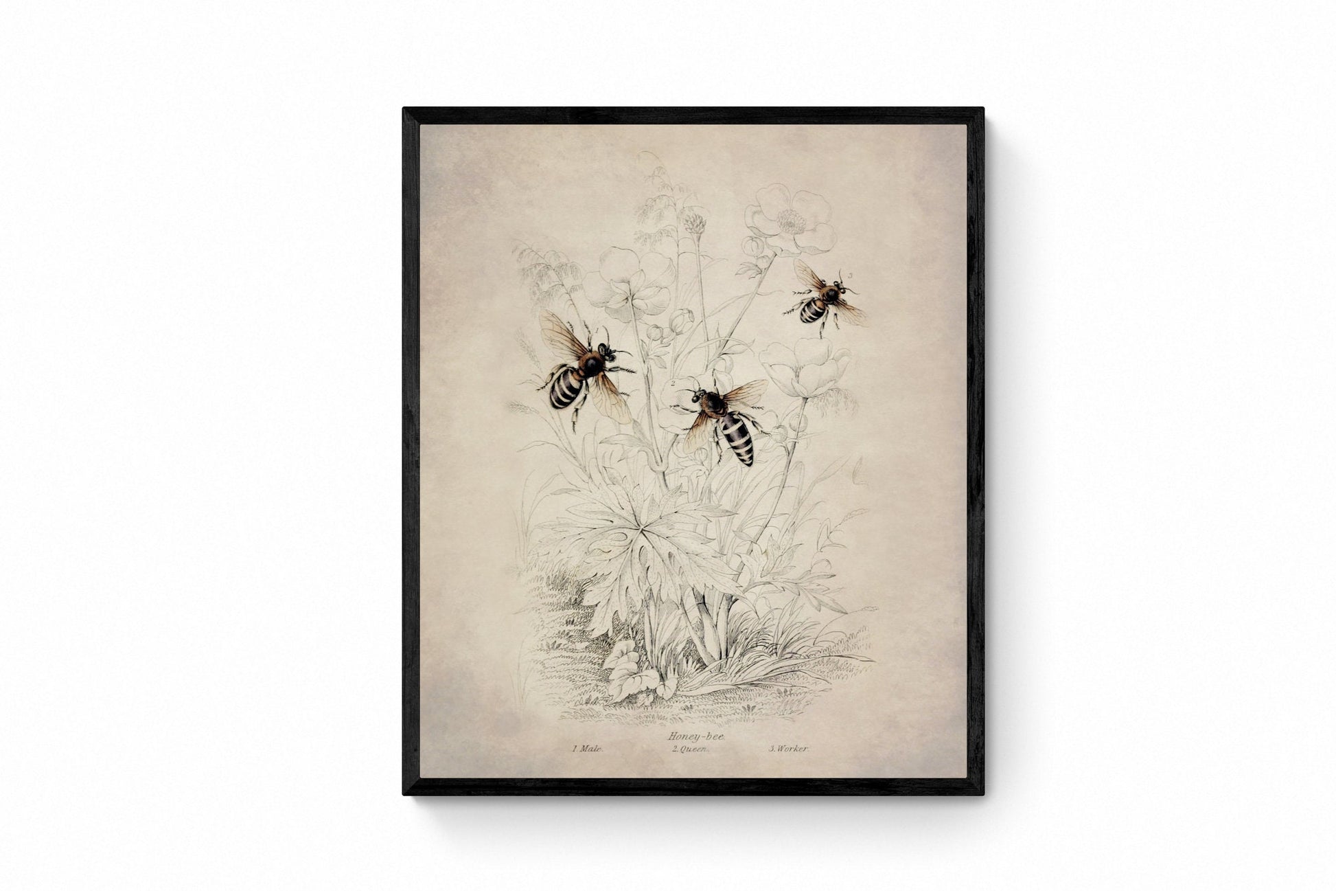 Honeybee (Male, Queen and Worker) Print - Antique Reproduction - Insect Art - Entomology - Jardine - Vintage Wall Art - Available Framed