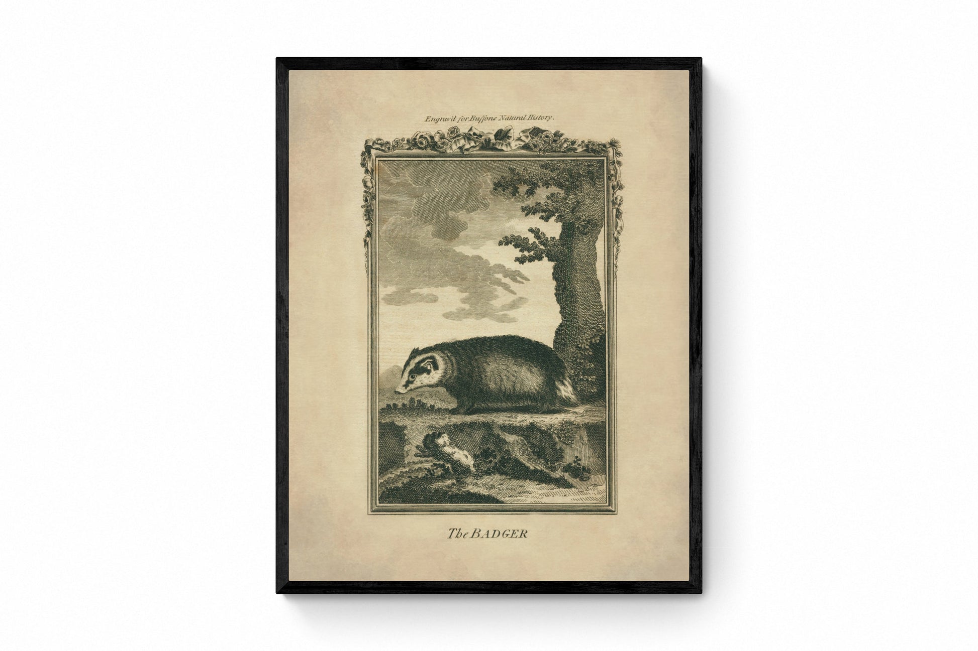 Badger Print - Antique Reproduction - Buffon 1775 - Animal Art - Natural History - Available Framed