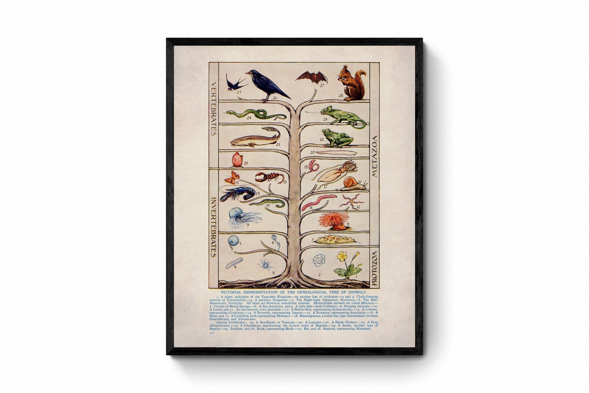 Genealogical Tree of Animals Print - Antique Reproduction - Zoology - Natural History - Metazoa - Protozoa - Available Framed