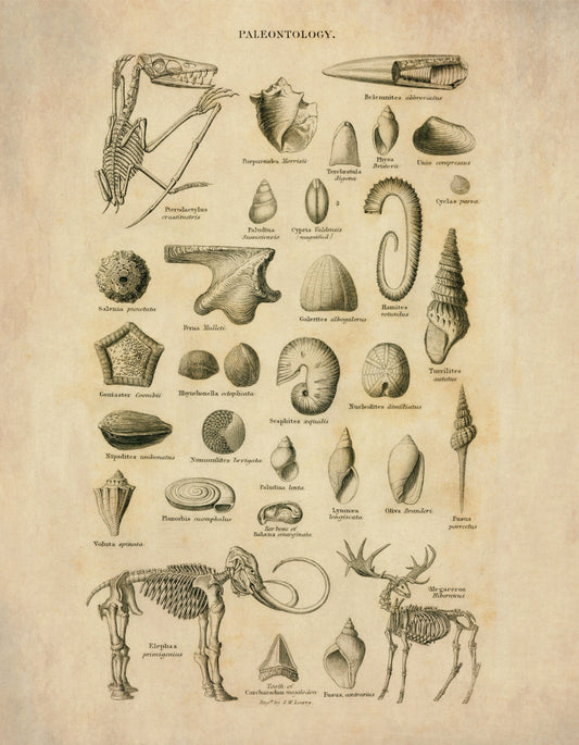 Palaentology Print - Antique Art Reproduction - Fossil, Skeleton, Ammonite, Shell - Geology - Wall Art - Available Framed