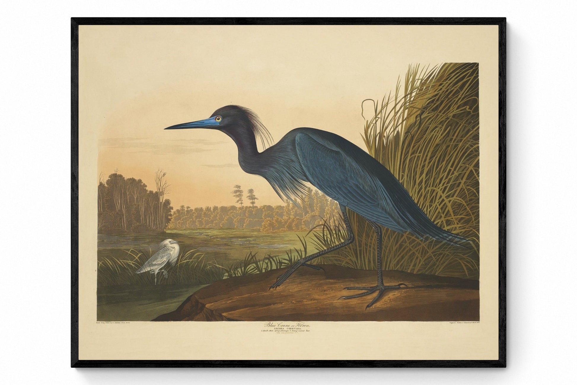 Blue Crane or Heron Print - Antique Art Reproduction - Country Decor - Ornithology - Bird Art - Available Framed