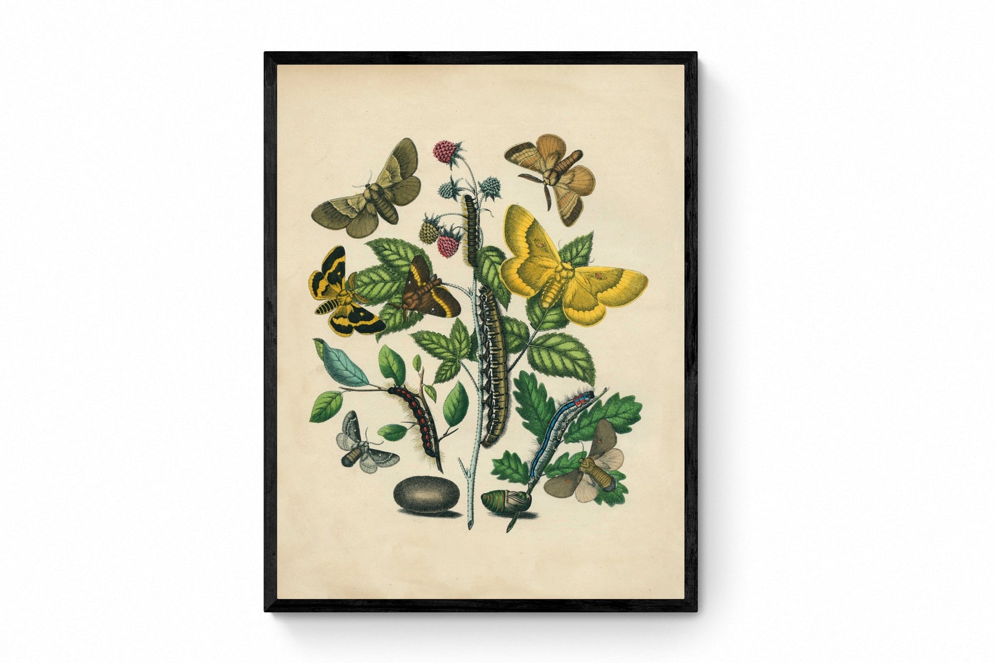 Butterfly Botanical Print - Antique Art Reproduction - Lepidoptera - Entomology - Insect Art - Moth - Available Framed