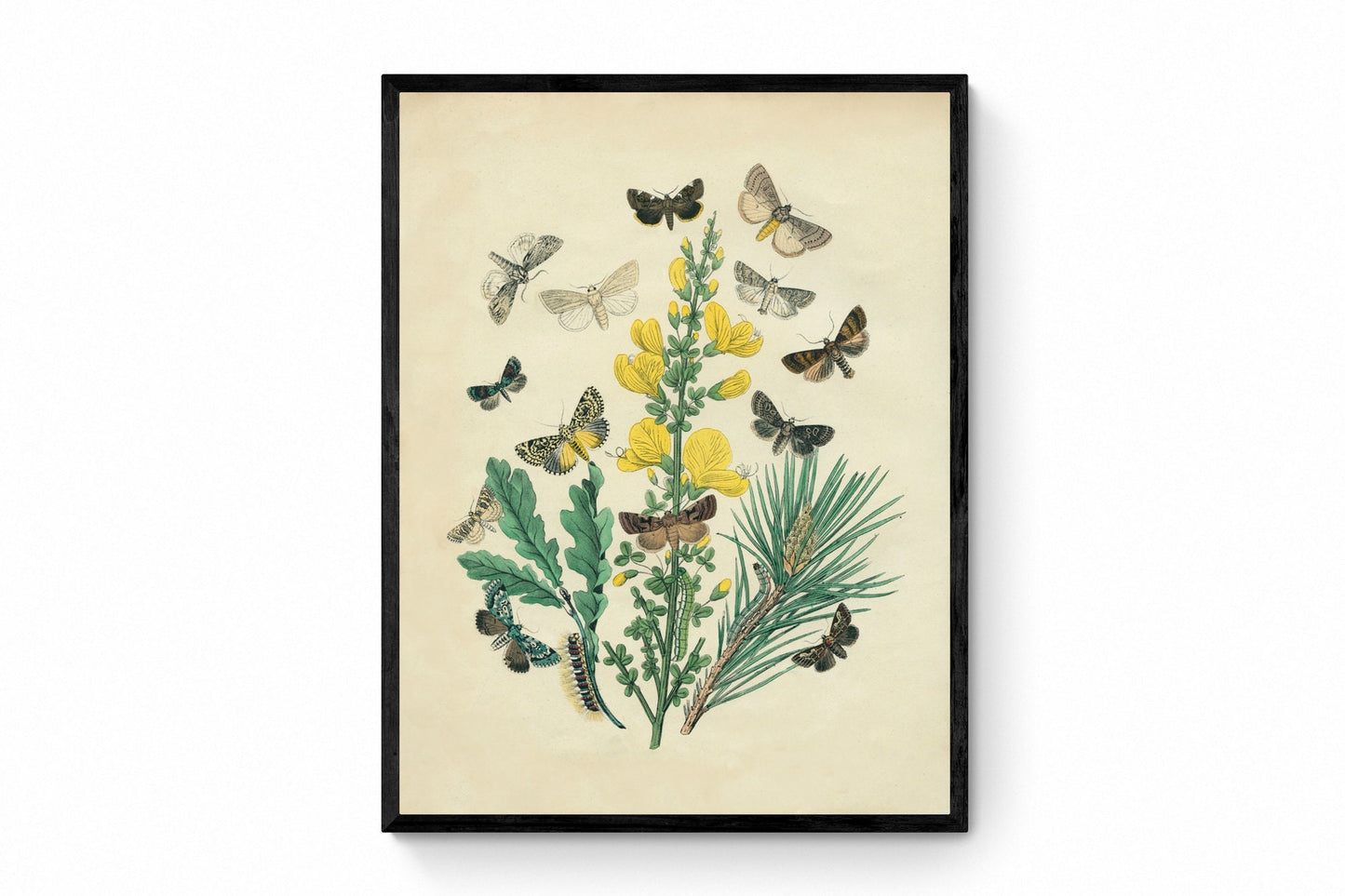 Butterfly Botanical Print - Antique Art Reproduction - Lepidoptera - Entomology - Insect Art - Moth - Available Framed