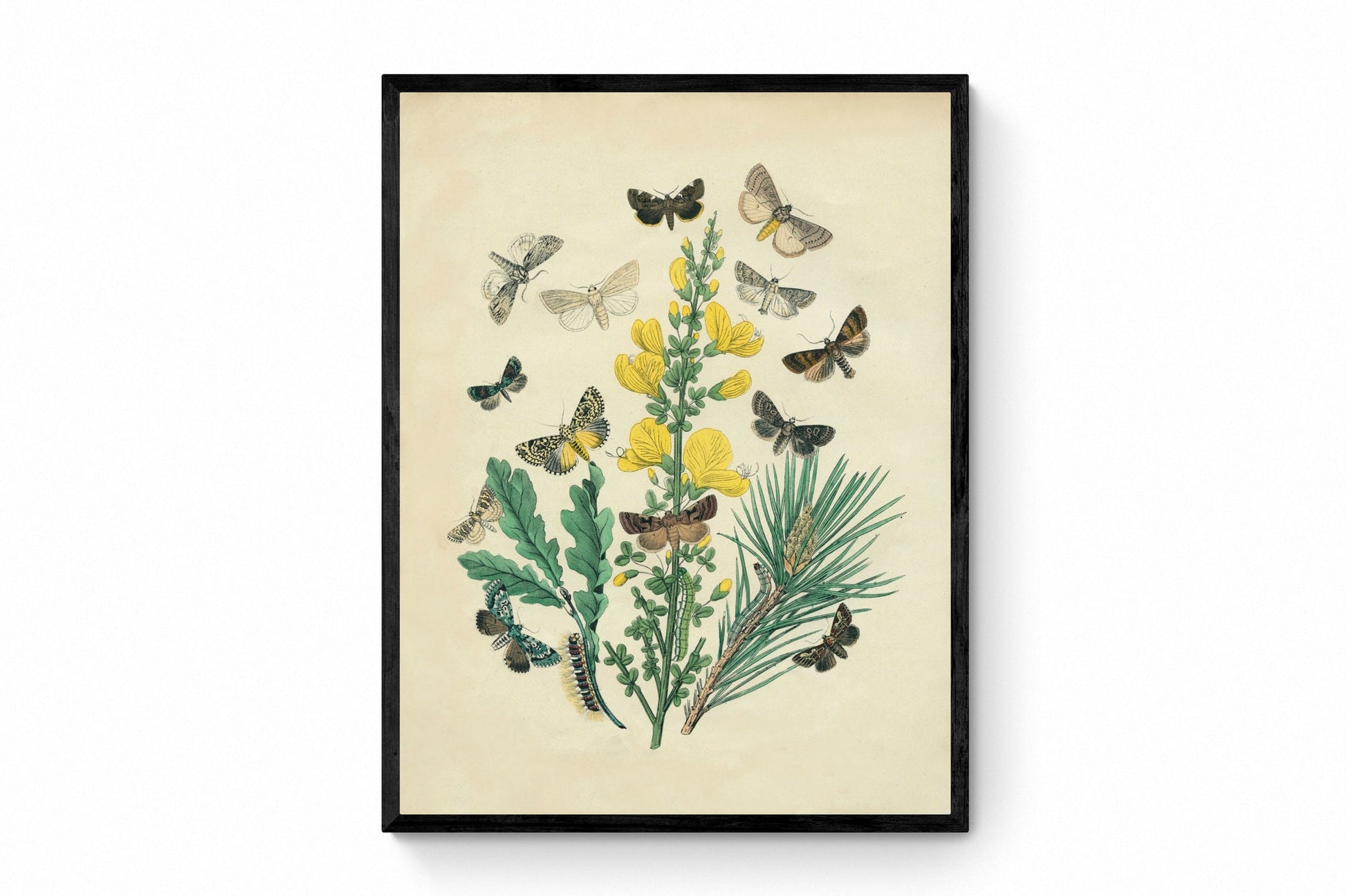 Butterfly Botanical Print - Antique Art Reproduction - Lepidoptera - Entomology - Insect Art - Moth - Available Framed