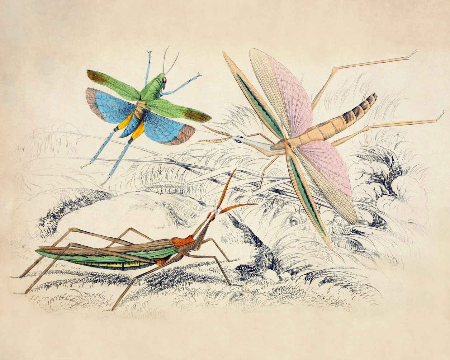 Locusta surinama, Truxalis conicus, and Truxalis brasiliensis - Antique Art Reproduction - William Jardine - Insect Art - Available Framed