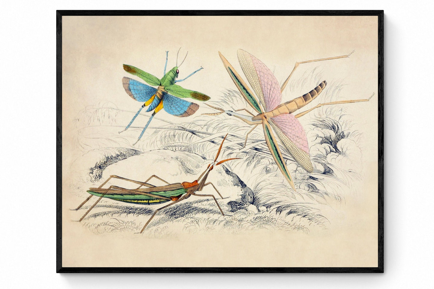 Locusta surinama, Truxalis conicus, and Truxalis brasiliensis - Antique Art Reproduction - William Jardine - Insect Art - Available Framed