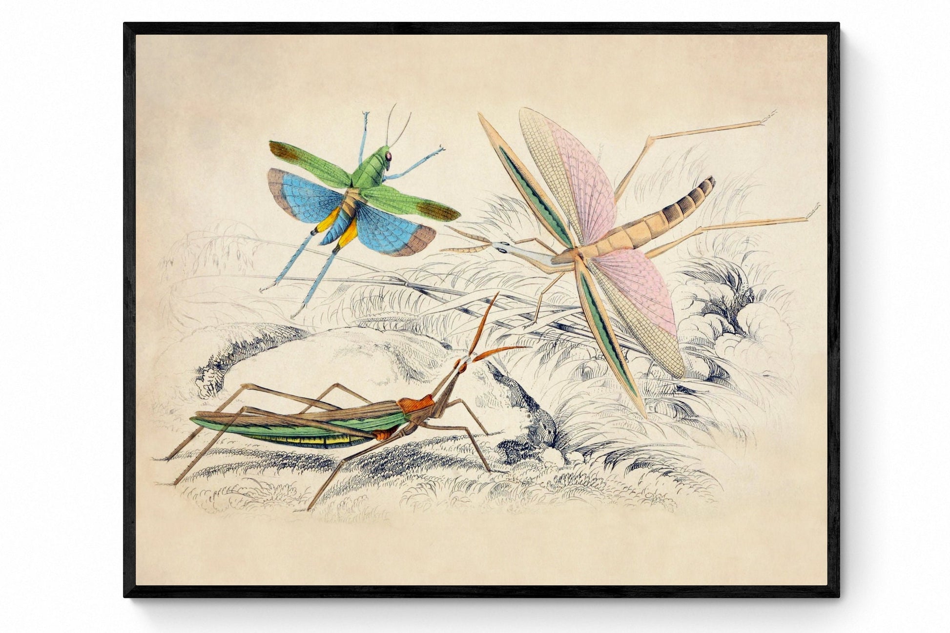 Locusta surinama, Truxalis conicus, and Truxalis brasiliensis - Antique Art Reproduction - William Jardine - Insect Art - Available Framed